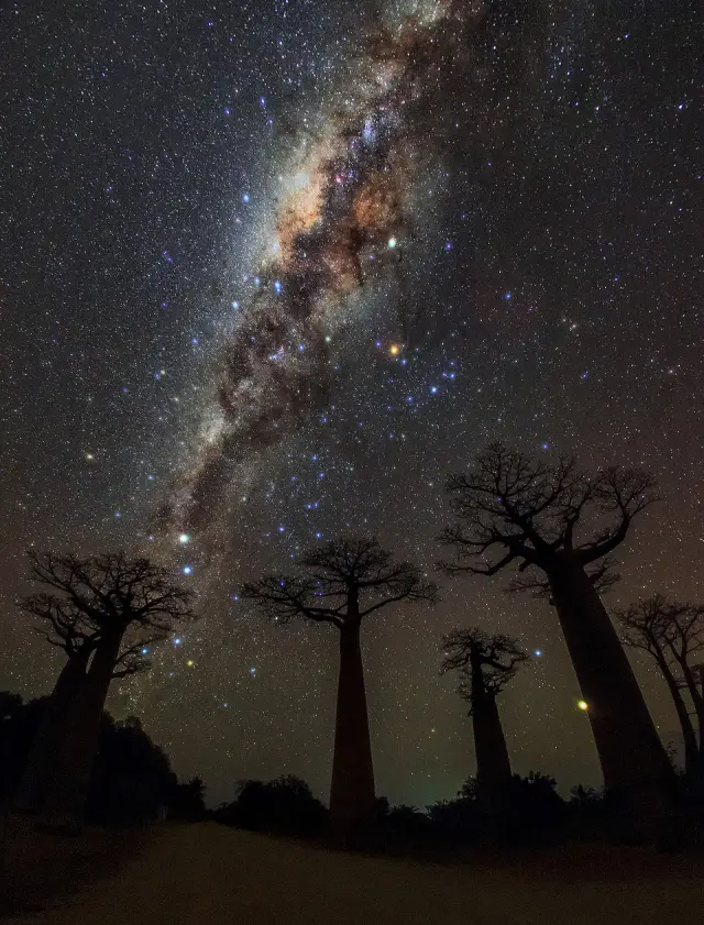 The Milky Way rising behind tall baobab trees at night