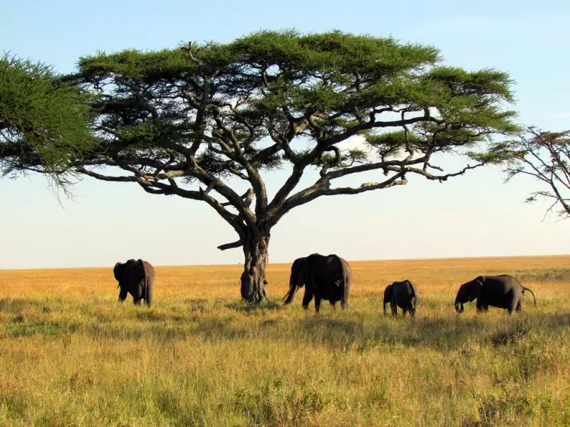 Elephants walking beneath a lone acacia on the Serengeti plains