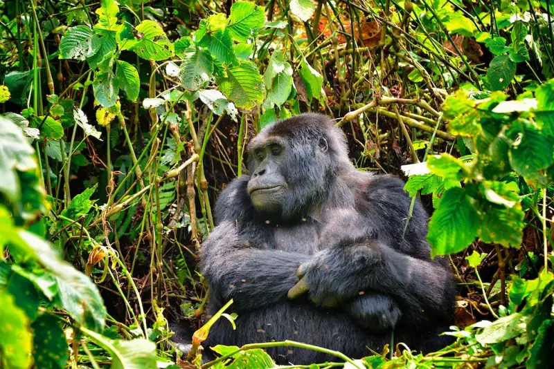 A mountain gorilla sitting in dense green forest