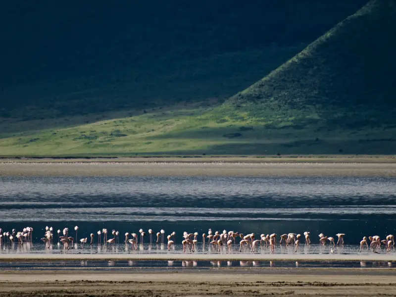 Flamingos lining the soda lake on the Ngorongoro Crater floor