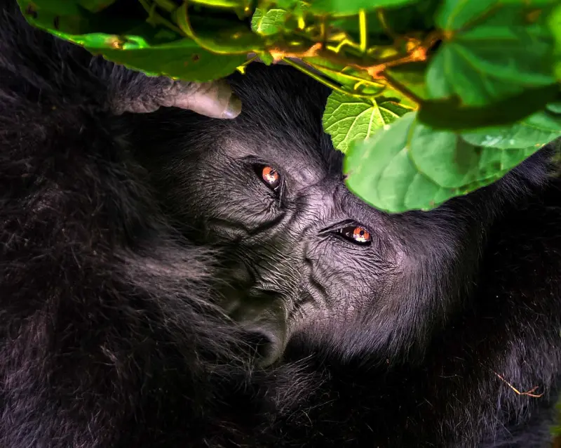 Close view of a mountain gorilla’s face half hidden by leaves