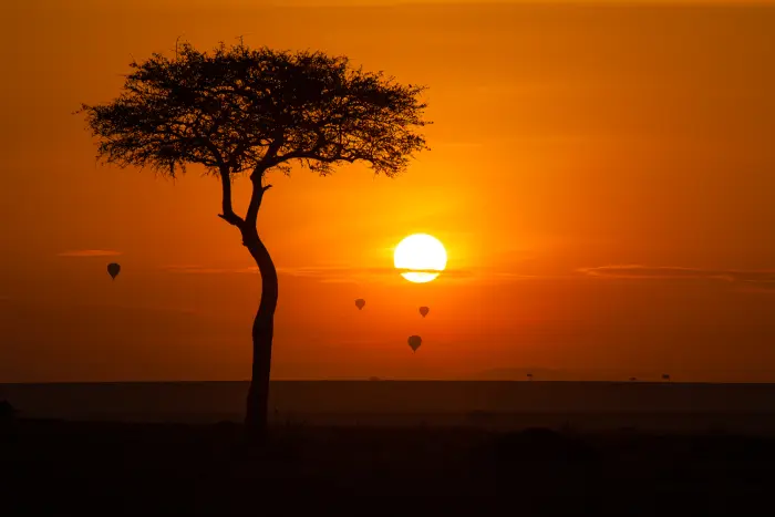 Hot-air balloons rising past a lone acacia against an orange sunrise
