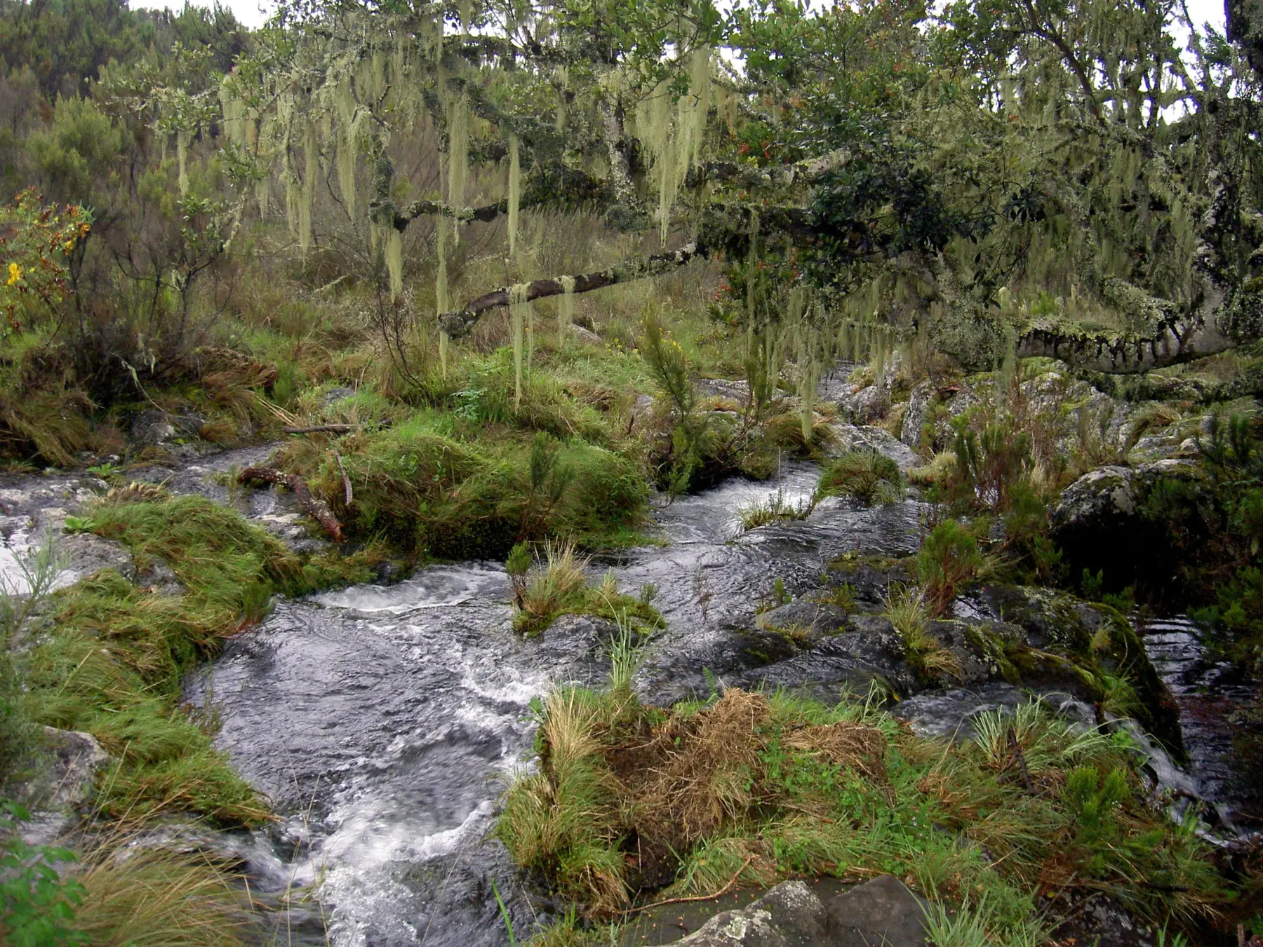 A clear mountain stream running between moss and lichen-hung trees on Kilimanjaro