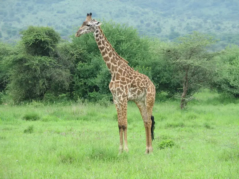 A giraffe standing in lush green grass and bush in the Serengeti
