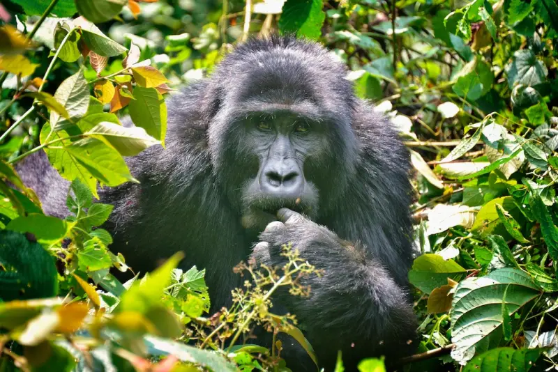 A mountain gorilla resting among bright green leaves