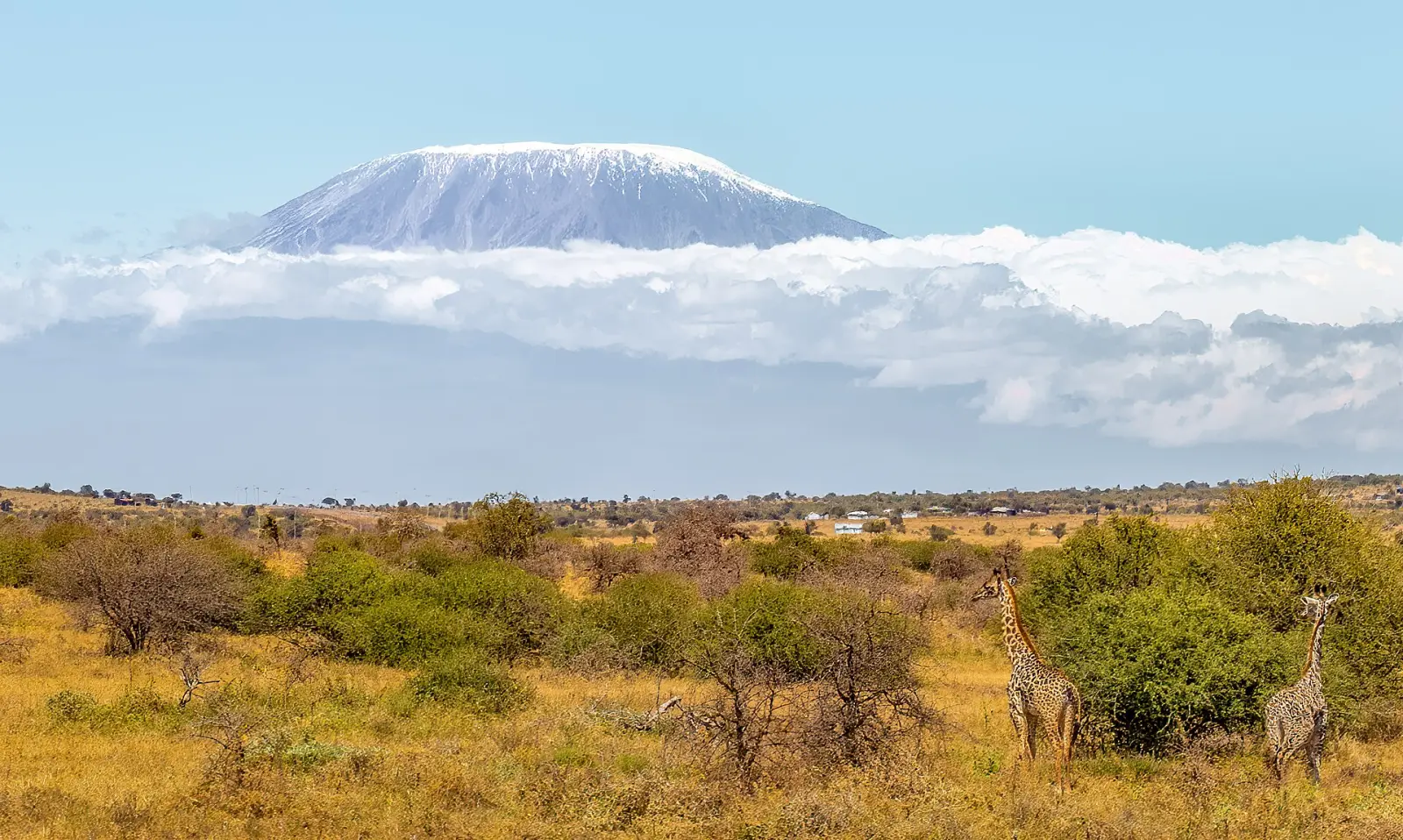 Kilimanjaro floating above a band of cloud, seen from the savanna
