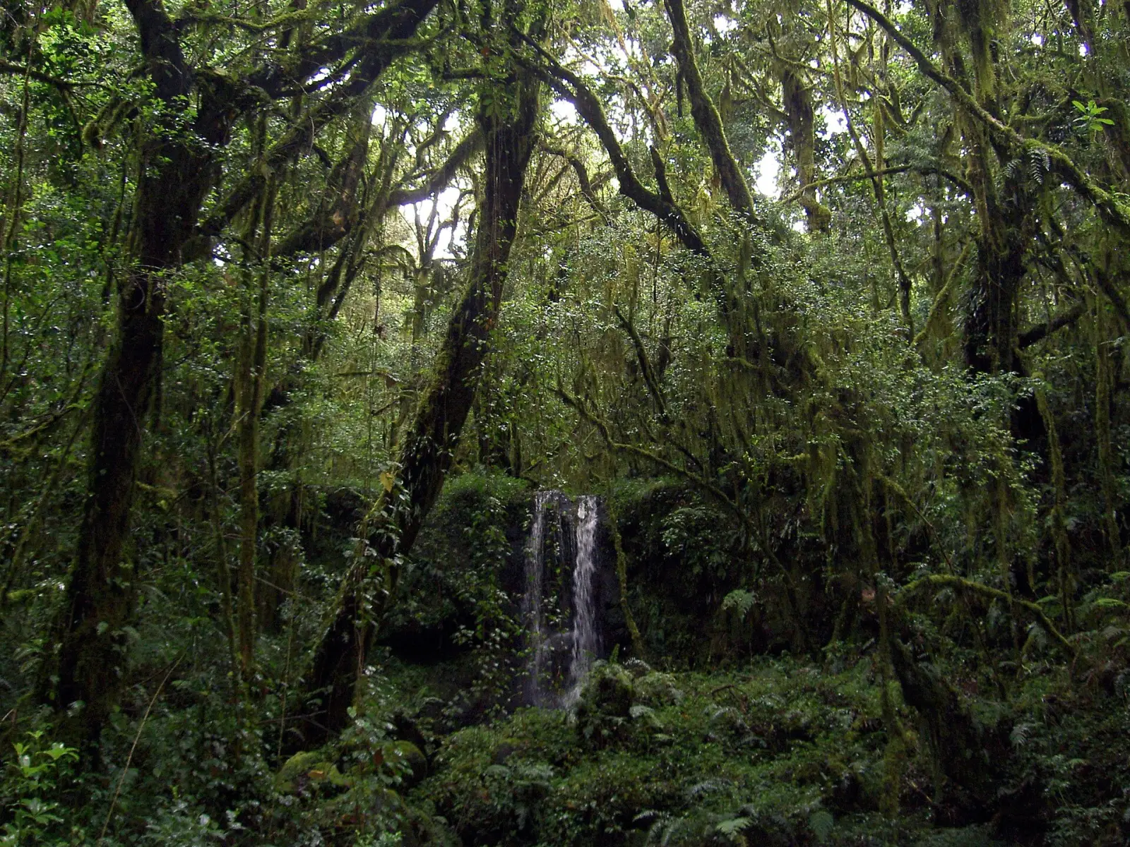A waterfall in the montane rainforest on the lower slopes of Kilimanjaro