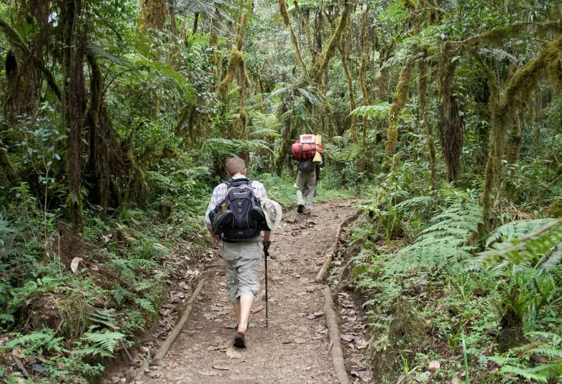 Hikers on a forest trail on the lower slopes of Kilimanjaro