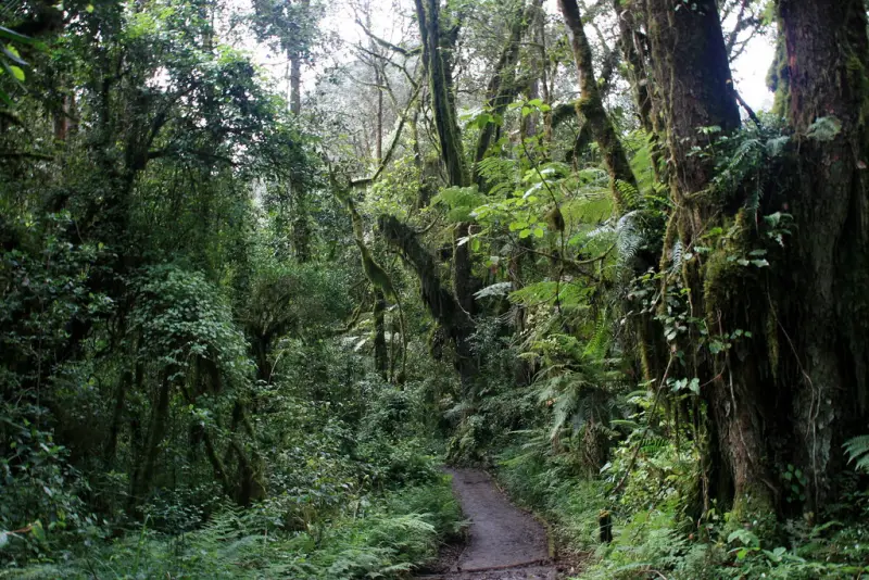 A muddy trail through dense, mossy rainforest on Kilimanjaro