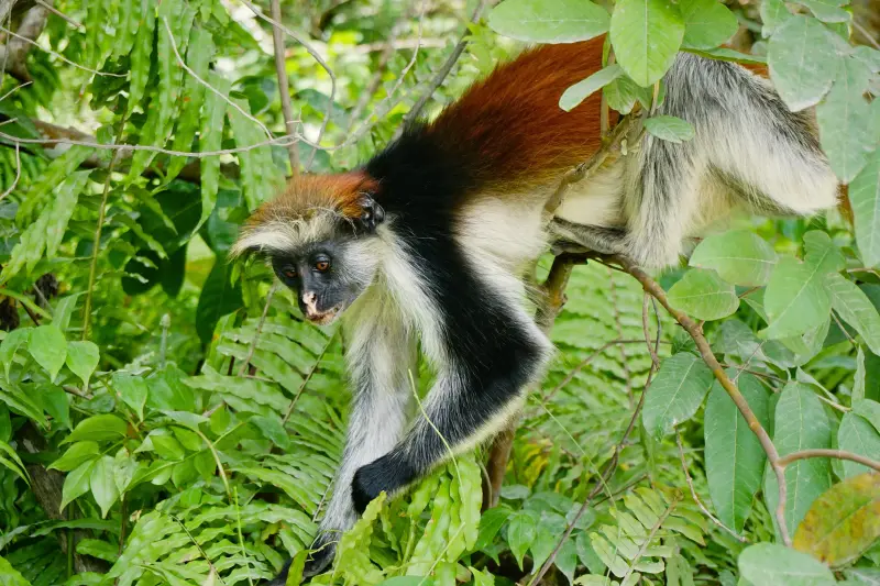 A Zanzibar red colobus monkey climbing through leaves