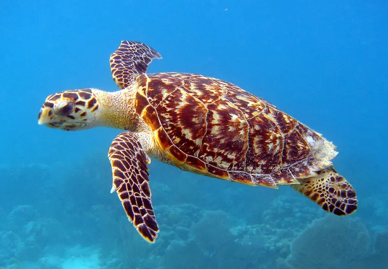 A hawksbill turtle swimming over a coral reef