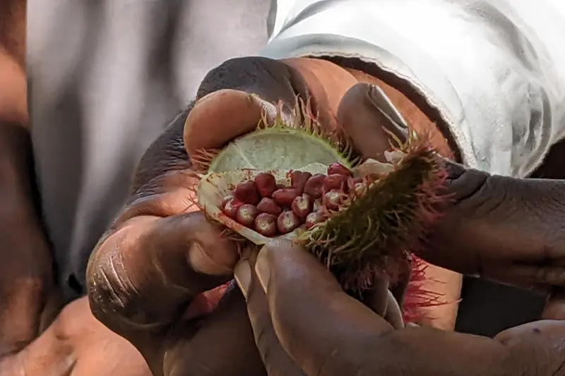 Hands opening an annatto pod to show its red seeds